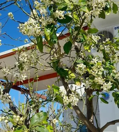 Apartment Silvi Mari *