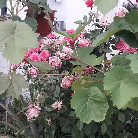 Silvi Mari * Platanes (Rethymno)
